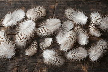 Group of Natural Bird Feathers on Dark Rustic Wooden Table Top View