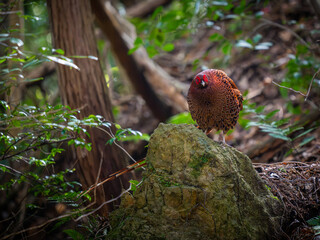 Fototapeta premium Copper Pheasant