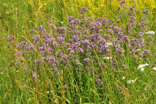 Dost, Gew&ouml;hnlicher, Origanum vulgare