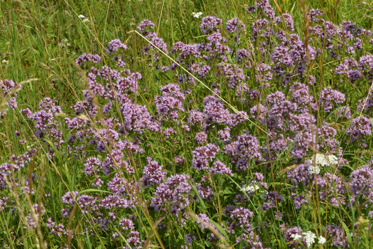 Dost, Gew&ouml;hnlicher, Origanum vulgare