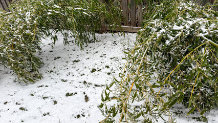 Snow-kissed willow branches arch gracefully, whispering wintry tales, embodying Imbolc's quiet...