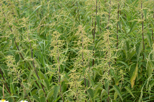 Gro&szlig;e Brennnessel Urtica dioica