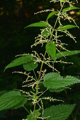 Große Brennessel,  Urtica dioica © Peter Oetelshofen