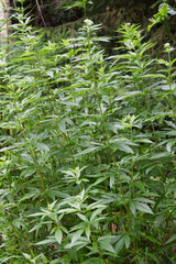 Obraz premium Dost, Durchwachsene Wasserdost, Eupatorium perfoliatum