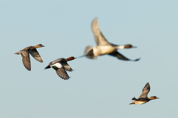 Obraz premium a flock of eurasian widgeon (anas penelope) in flight with the diffuse silhouette of an adult male northern pintail (Anas acuta) in the background