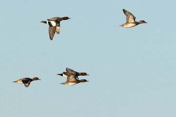 A flock of first year and adult eurasian widgeon (anas penelope) in flight