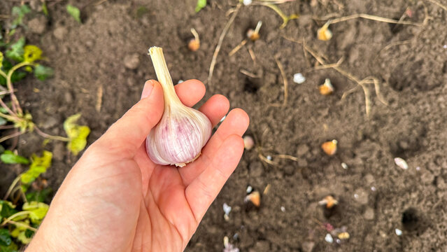 Hand cradles garlic bulb in earthy garden, celebrating Season of Plenty and Fermentation Day, soil's aromatic symphony