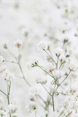 Background with tiny white flowers (gypsophila paniculata), blurred, selective focus.
