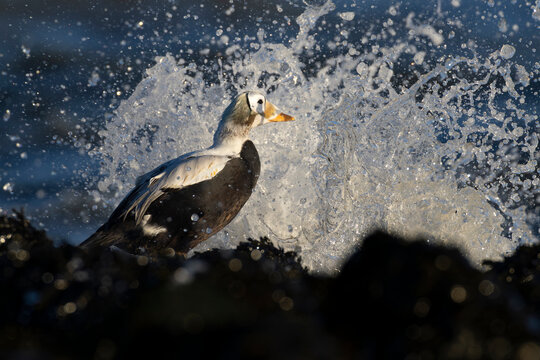 immature male spectacled eider (somateria fischeri) is fronting by a splashing wave