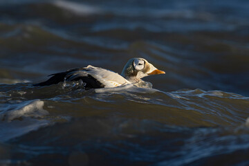 Fototapeta premium immature male spectacled eider (somateria fischeri) is swimming
