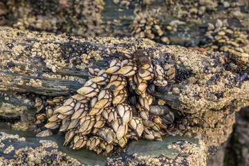 Live Goose Neck Barnacles on Coastal Rocks in Galicia © Mazur Travel