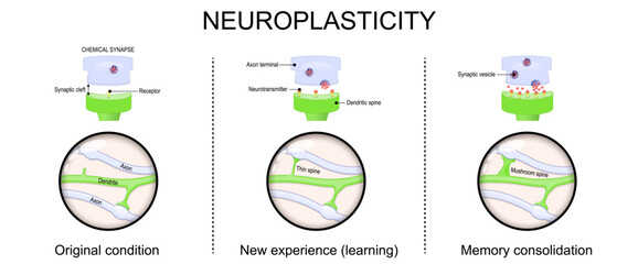Neuroplasticity. Chemical synapse