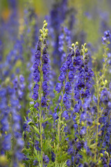 Obraz premium Blauer Eisenhut Aconitum napellus