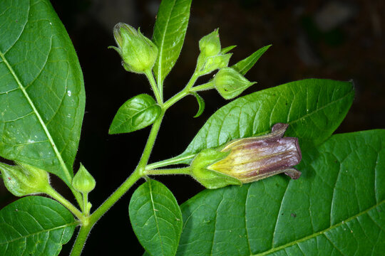 Schwarze Tollkirsche,  Atropa belladonna