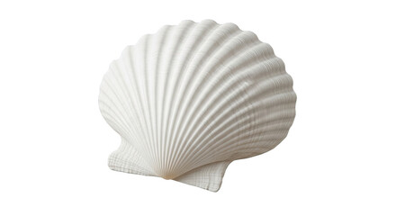 A high resolution, detailed, symmetrical scallop shell on a black background with a smooth texture.