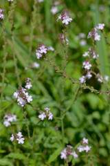 Eisenkraut,  Echtes Eisenkraut,  Verbena officinalis
