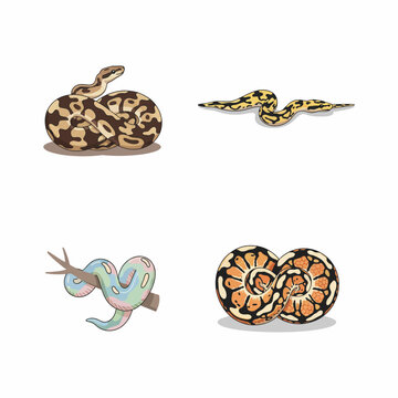 Captivating Ball Python: A Stunning Reptile for Exotic Pet Lovers
