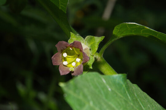 Schwarze Tollkirsche,  Atropa belladonna