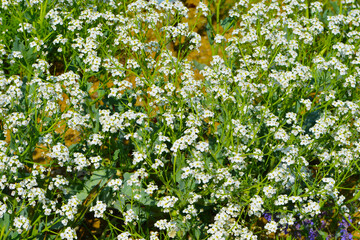 Fototapeta premium Echte Meerkohl, Crambe maritima