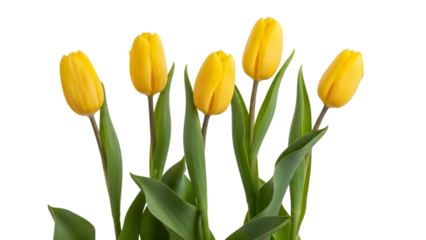 Five Yellow Tulips with Green Leaves on Black Background yellow flowers floral
