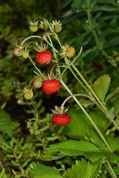  Wald-Erdbeere,  Fragaria vesca