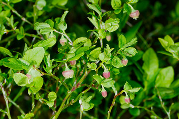 Heidelbeere,  Blaubeere,  Vaccinium myrtillus