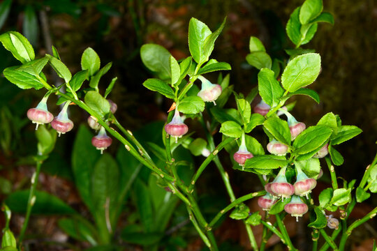 Heidelbeere,  Blaubeere,  Vaccinium myrtillus