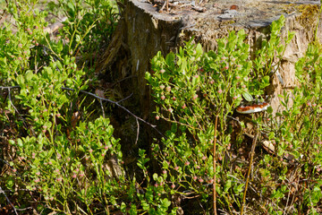 Obraz premium Heidelbeere, Blaubeere, Vaccinium myrtillus