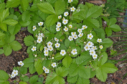  Wald-Erdbeere,  Fragaria vesca