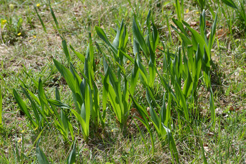 Herbst-Zeitlose,  Colchicum autumnale