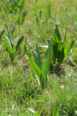 Obraz premium Herbst-Zeitlose, Colchicum autumnale