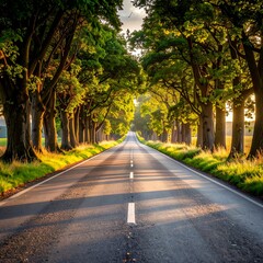 Obraz premium A tree-lined road stretches to the horizon, sunlight illuminating the way