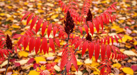 Fototapeta premium Colorful Maple Leaves and Autumn Forest Scene.