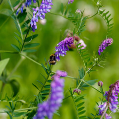 Bumblebee collects nectar on  Vicia cracca flowers. Mouse pea ( Vicia cracca ) is a perennial herbaceous plant, a species of the genus Vicia of the legume family Fabaceae. Summer background. 