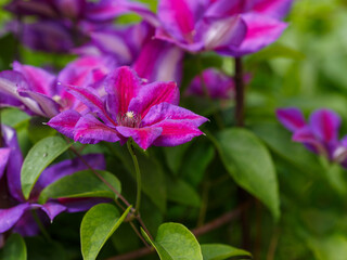 Fototapeta premium Clematis Akaishi blooms in garden. Akaishi clematis is a variety of Japanese origin with large star-shaped flowers of violet-purple color and a bright maroon-red center.