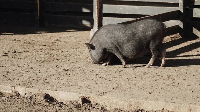 Wild boar exploring an outdoor area in a farm setting during daylight hours