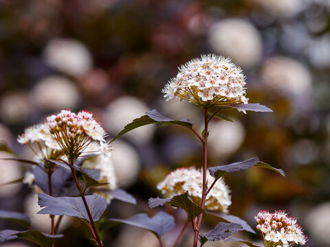 Physocarpus opulifolius Diabolo blooms in garden. Physocarpus opulifolius Diablo is the Latin name of the viburnum "Diablo". It is an ornamental deciduous shrub from the rose family.