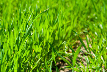Fototapeta premium Monoculture at springtime