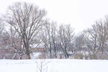 Majestic spreading trees with bare branches stand in an endless snow-covered field during a calm winter day. Soft natural light emphasizes the silhouettes of trees against the background of rural hous