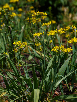 Allium moly is a perennial plant of the onion family ( Allioideae ). It is also known as golden garlic and lily leek