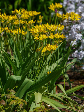 Allium moly is a perennial plant of the onion family ( Allioideae ). It is also known as golden garlic and lily leek
