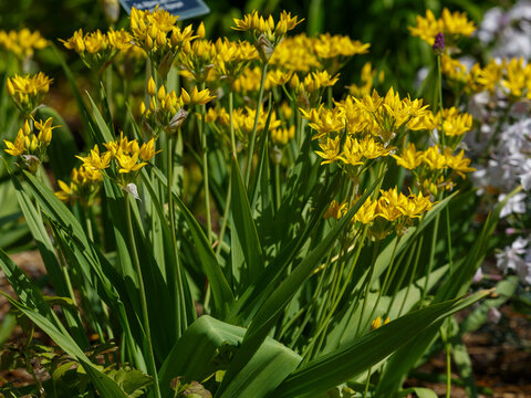 Allium moly is a perennial plant of the onion family ( Allioideae ). It is also known as golden garlic and lily leek
