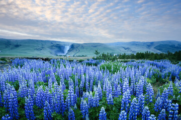 Fototapeta premium Incredible landscape with blooming lupine flowers field and famous Skogafoss waterfall on background. Iceland, Europe