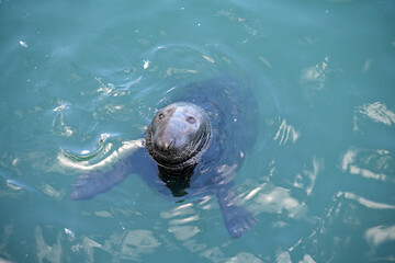 neugierige Robby im Hafenbecken von Howth / Irland