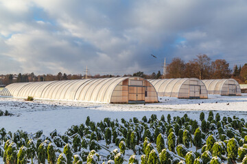 Modern industrial greenhouses made of vinyl polycarbonate for growing plants in winter.
