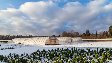 Modern industrial greenhouses made of vinyl polycarbonate for growing plants in winter.
