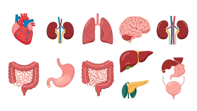 Human Internal Organs Anatomy Illustration Set for Medical Education.