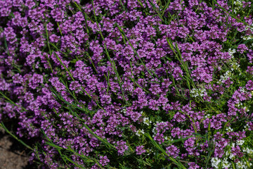 Creeping thyme, or Thymus serpyllum , or Creeping thyme blooms in garden