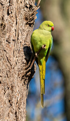 A ring-necked parakeet (Psittacula krameri) perching on a small twig on the side of a dead tree