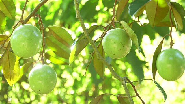 Backlit cluster of four ripe Lo Ren star apples in a sunlit Vietnam orchard.